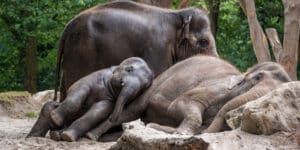 Singing to Elephants