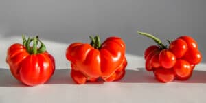 Spain s ugliest tomato