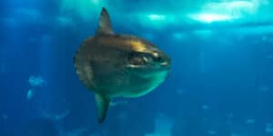 A very big fish