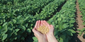 Brazilian farmers are happy