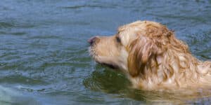 Police officers save a dog