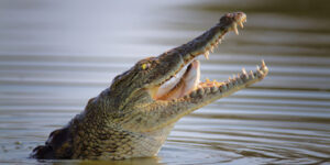 Crocodile attacks a girl