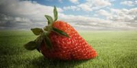 The world s heaviest strawberry