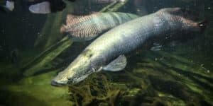 The oldest aquarium fish