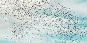 Birds fall from the sky