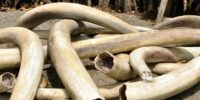Illegal ivory business