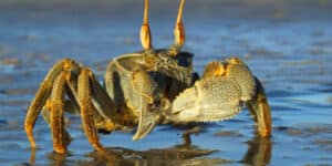 South Koreans eat Russian crab