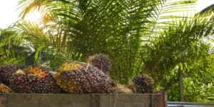 Indonesia bans palm oil exports