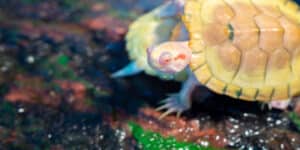Albino tortoise