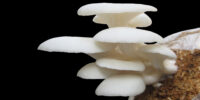 Mushrooms grow from coffee
