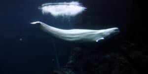 A whale in a river