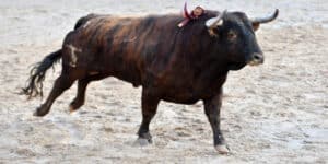 Bull in a bank