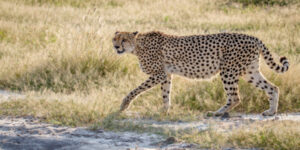 Cheetahs return to India