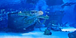 Old ship discovery