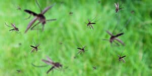 Too many Florida mosquitoes