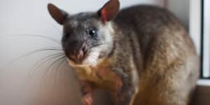 Rats look for people