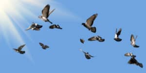 Dying Birds