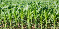 Africa s GMO crops