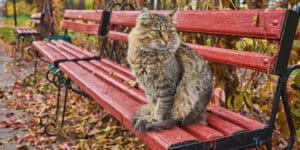 The world s oldest cat