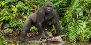 Gabon forests