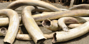 Illegal ivory in Vietnam