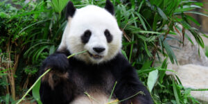 A panda is back in China