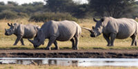 Rhinos are back in Congo