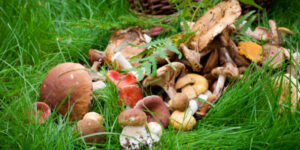 People die after eating mushrooms