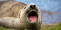 Bird flu kills seals and sea lions