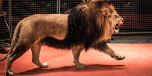 A lion escapes from a circus
