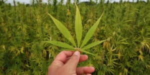 Cannabis legal in Germany