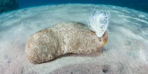 Scientists find many new species