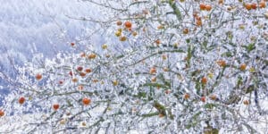 Farmers in Europe worry