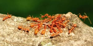 Red ants in Italy
