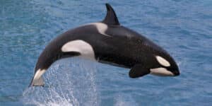 A man touches an orca
