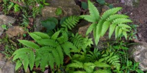 World’s largest genome