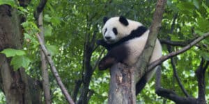 China needs pandas