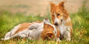 A lab in Spain can clone your pet