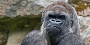 World s oldest gorilla