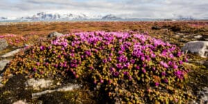 Plants in the Arctic are changing