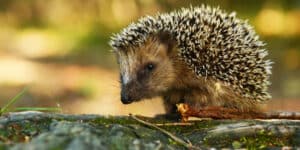 Italy s hedgehog clinic