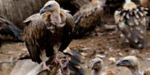 Puppets give food to birds