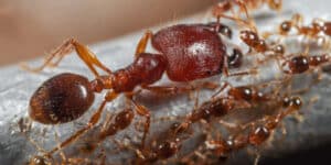 How ants changed Kenya