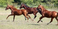 Gene-edited horses