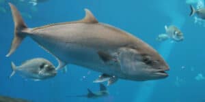 Bluefin tuna is back