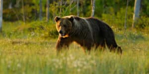 Bear attacks in Japan