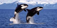 Orcas and dolphins hunt together