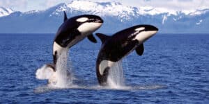 Orcas and dolphins hunt together
