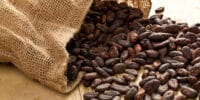 Farmers cannot sell their cocoa