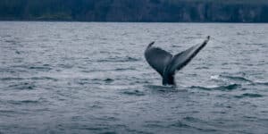 A whale gets stuck